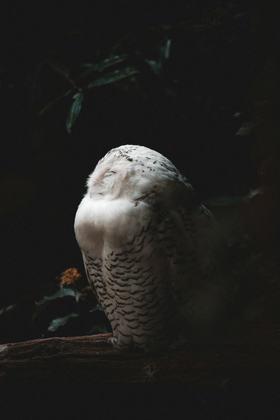 Majestic Eagle Close Up Wallpaper