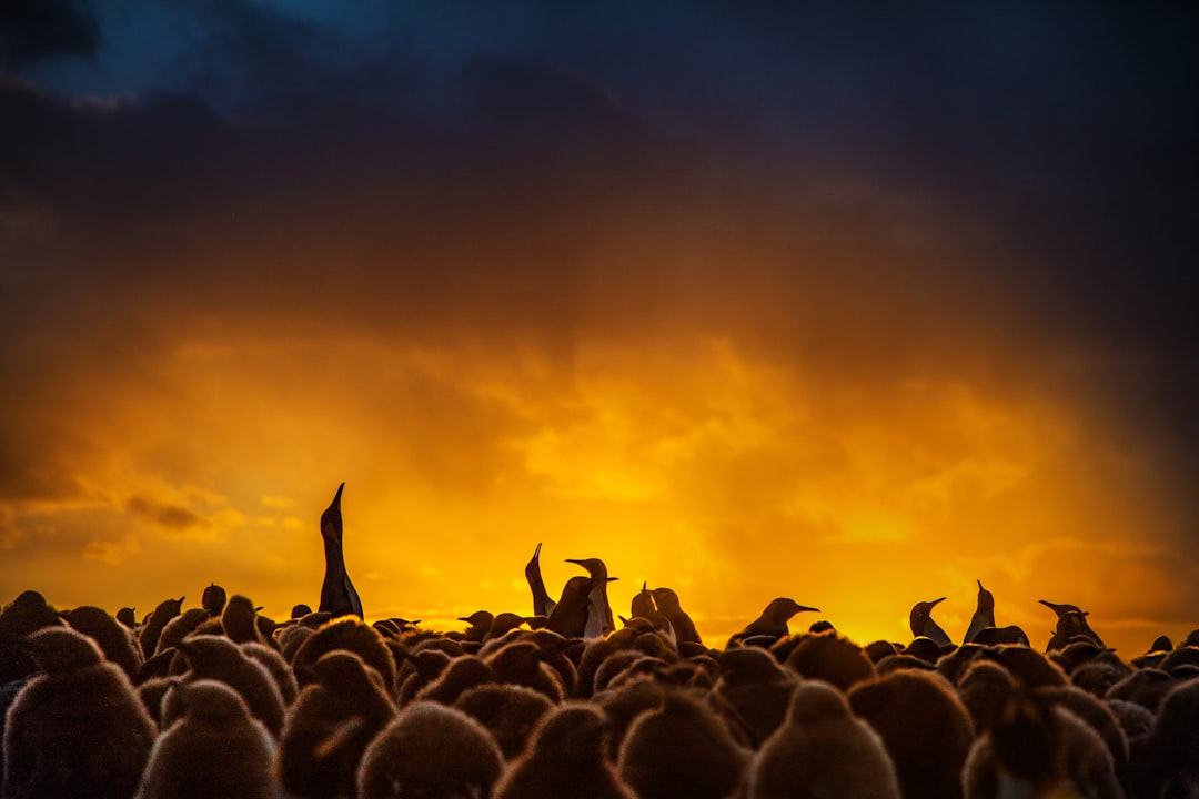 Silhouette Sunset Crowd Wallpaper