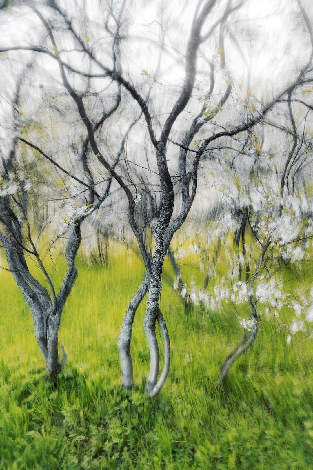 Abstract Cherry Blossom Garden Wallpaper