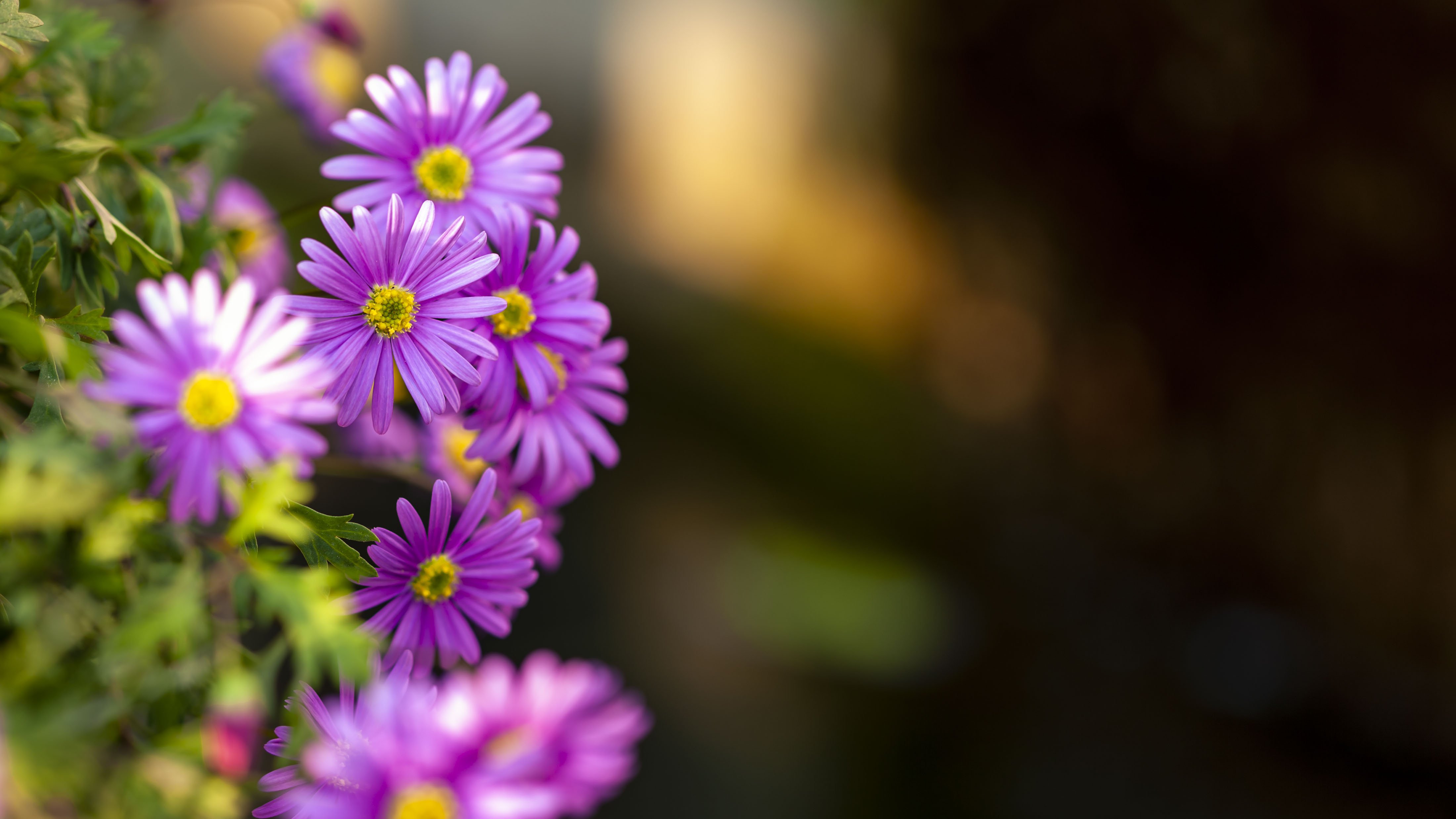 Purple Flower Closeup Wallpaper
