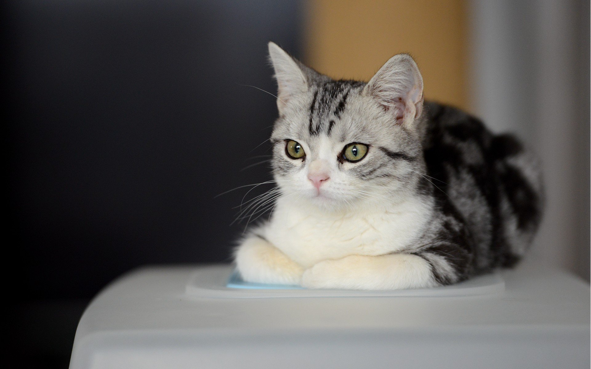 Fluffy Indoor Cat Wallpaper