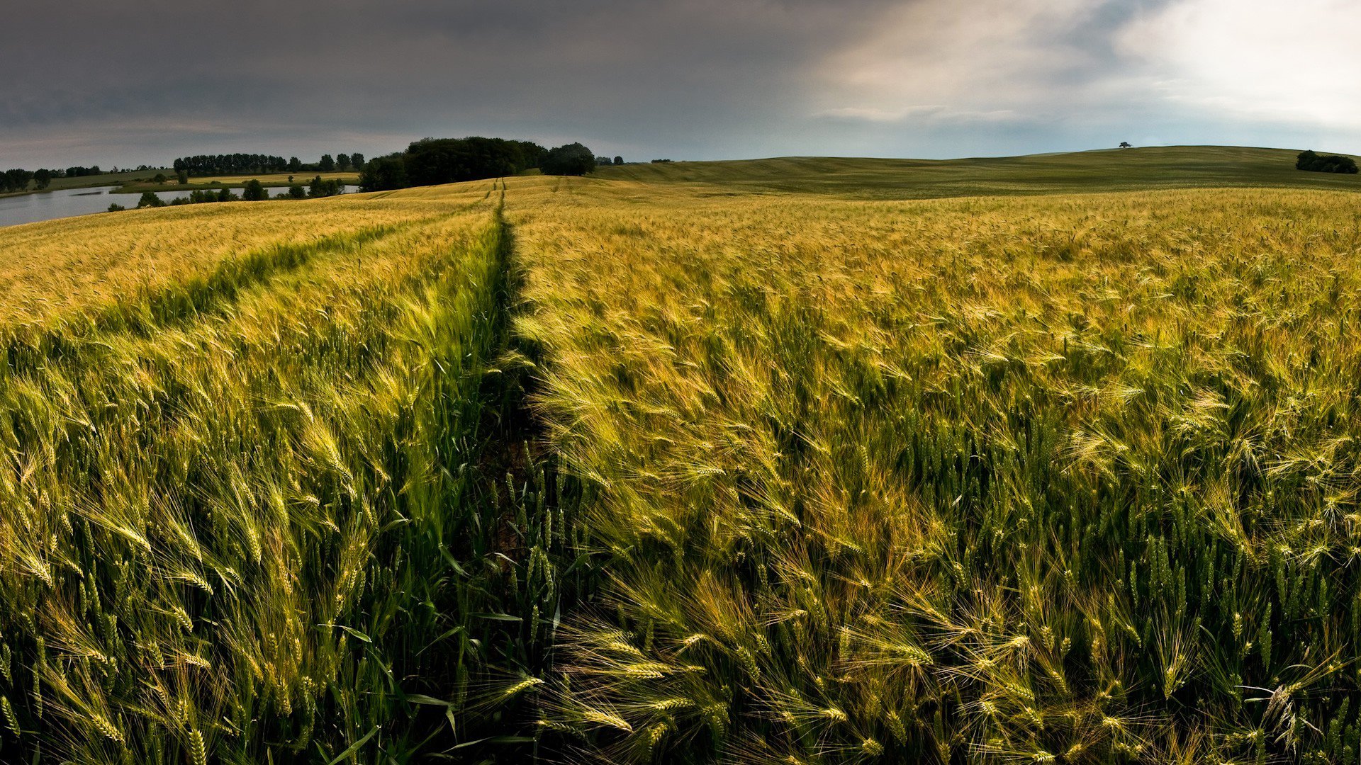 Overcast Wheat Field Wallpaper