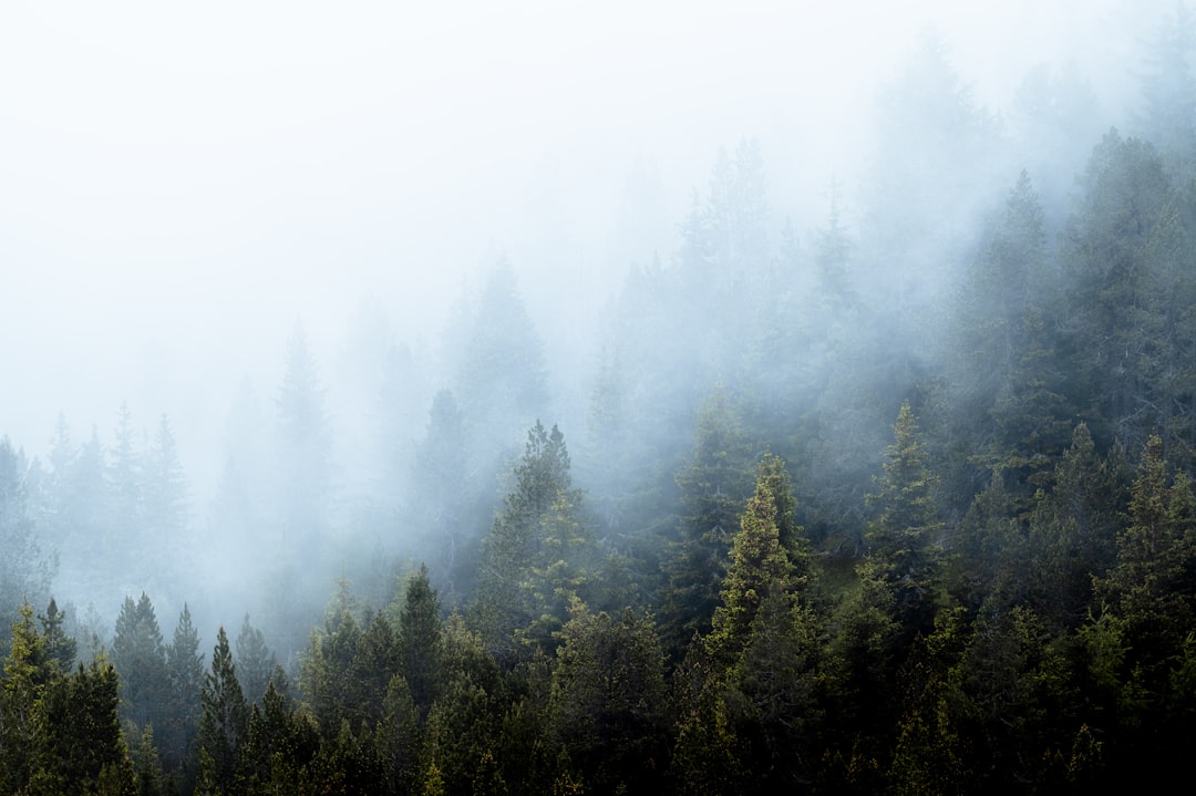 Mystic Swiss Fog Landscape Wallpaper