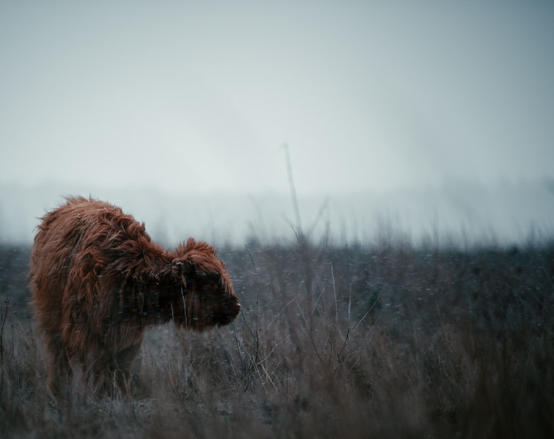 Scottish Highland Cow Winter Wallpaper