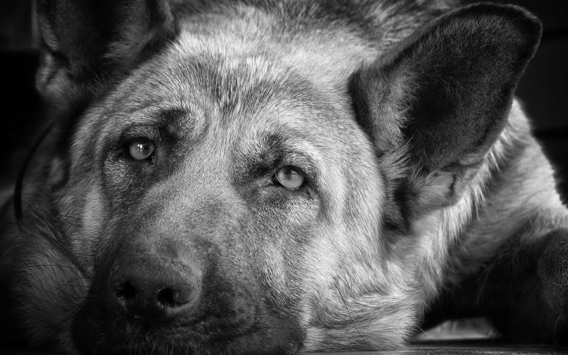 Monochrome Dog Closeup Wallpaper