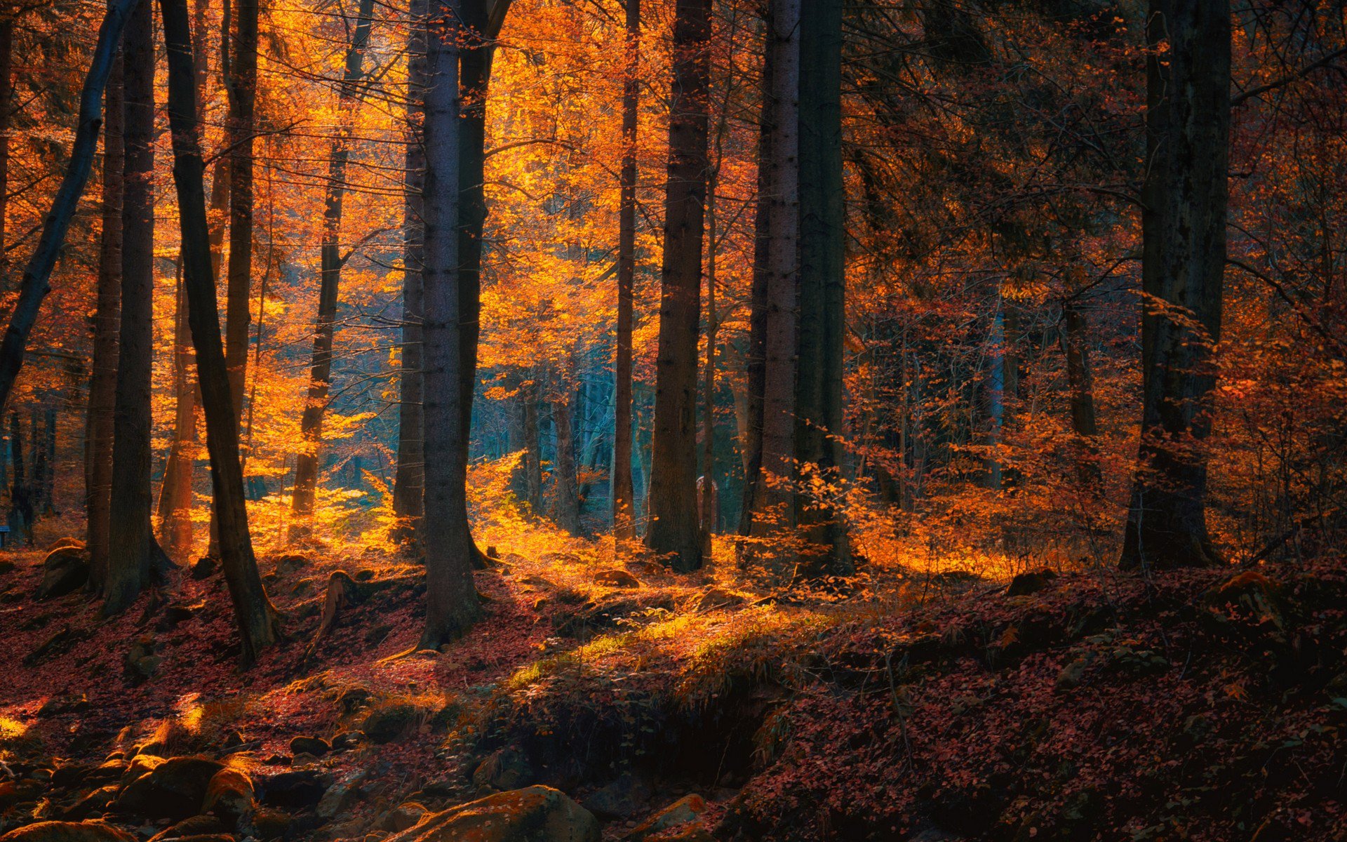 Golden Forest Sunlight Wallpaper