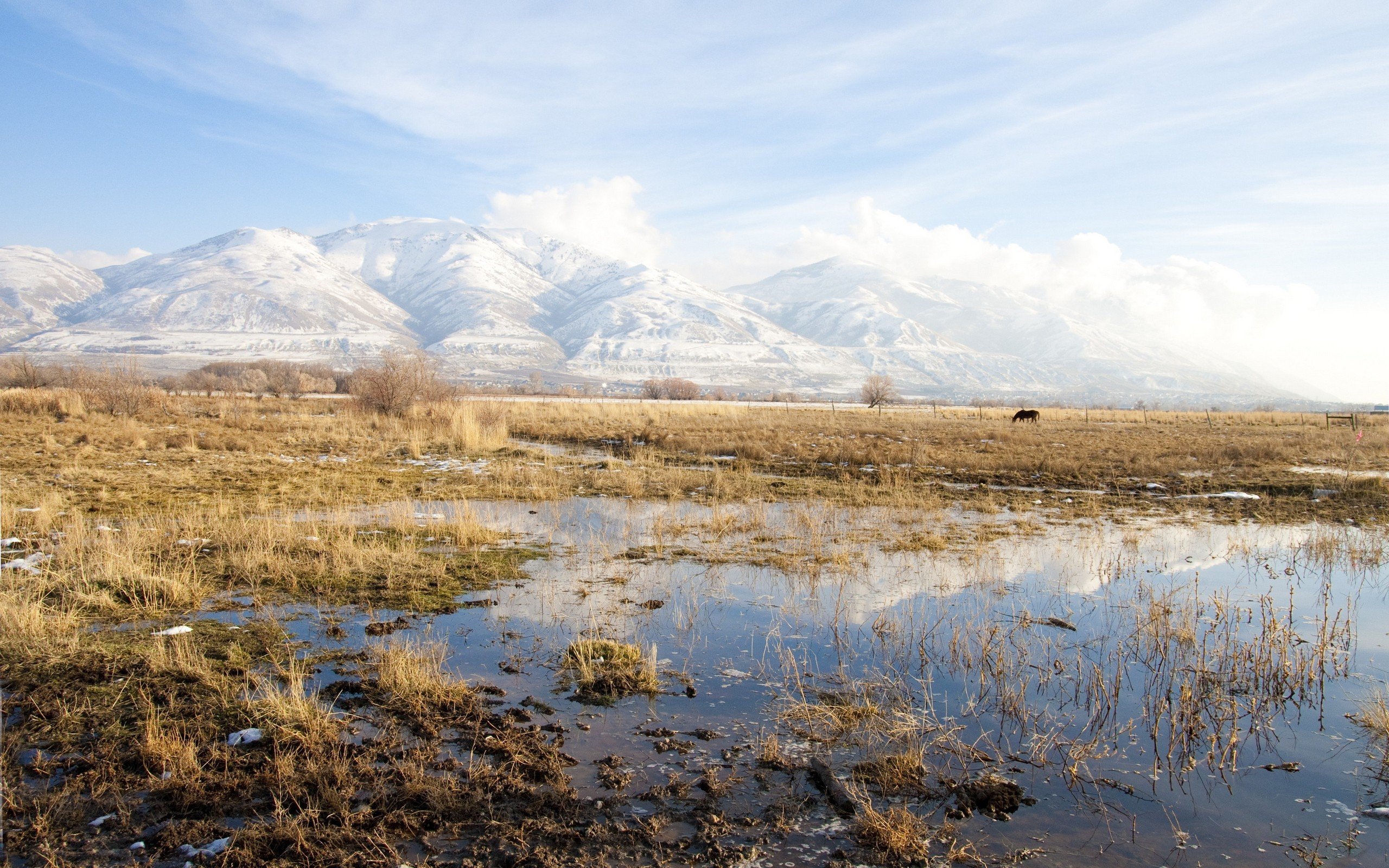 Bright Mountain Tundra Horse Wallpaper