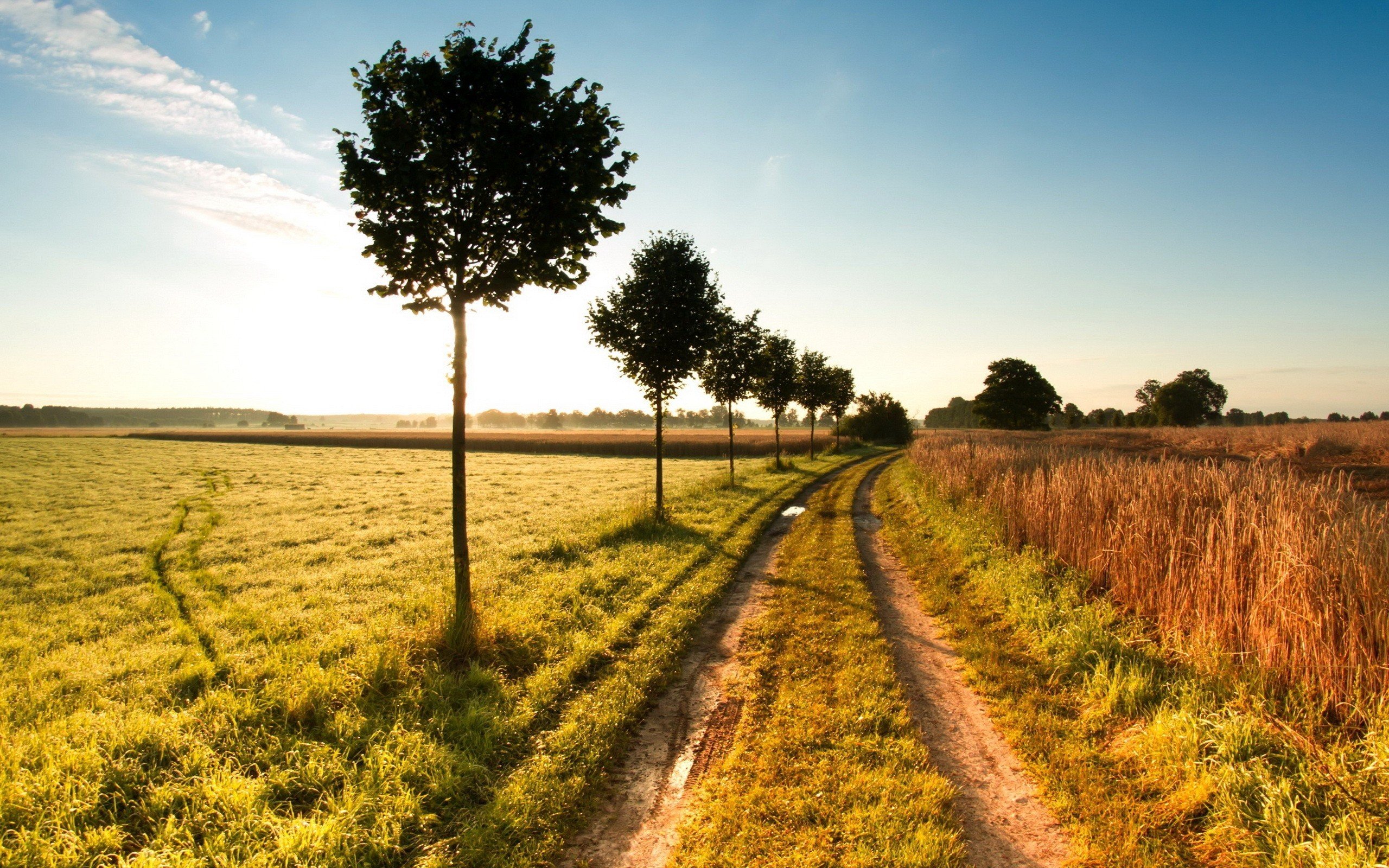 Sunlit Dirt Road Wallpaper