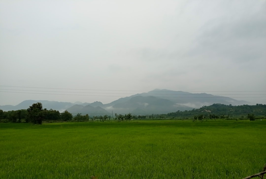 Golden Paddy Field Wallpaper
