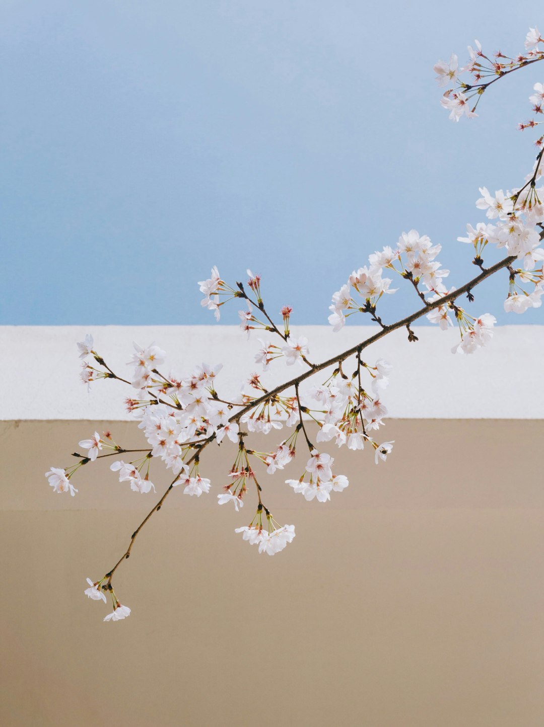 Spring Sakura Architecture Wallpaper