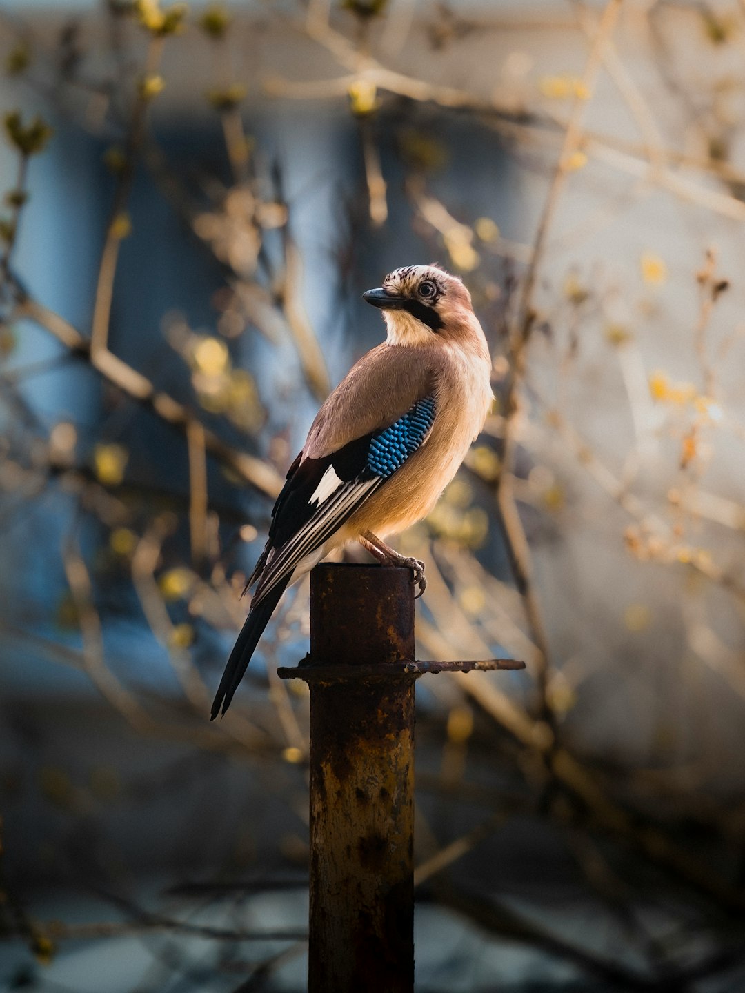Ukrainian Jay Bird Wallpaper