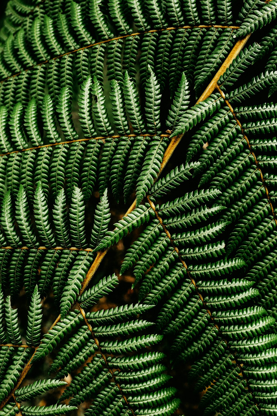 Emerald Snake Fern Wallpaper