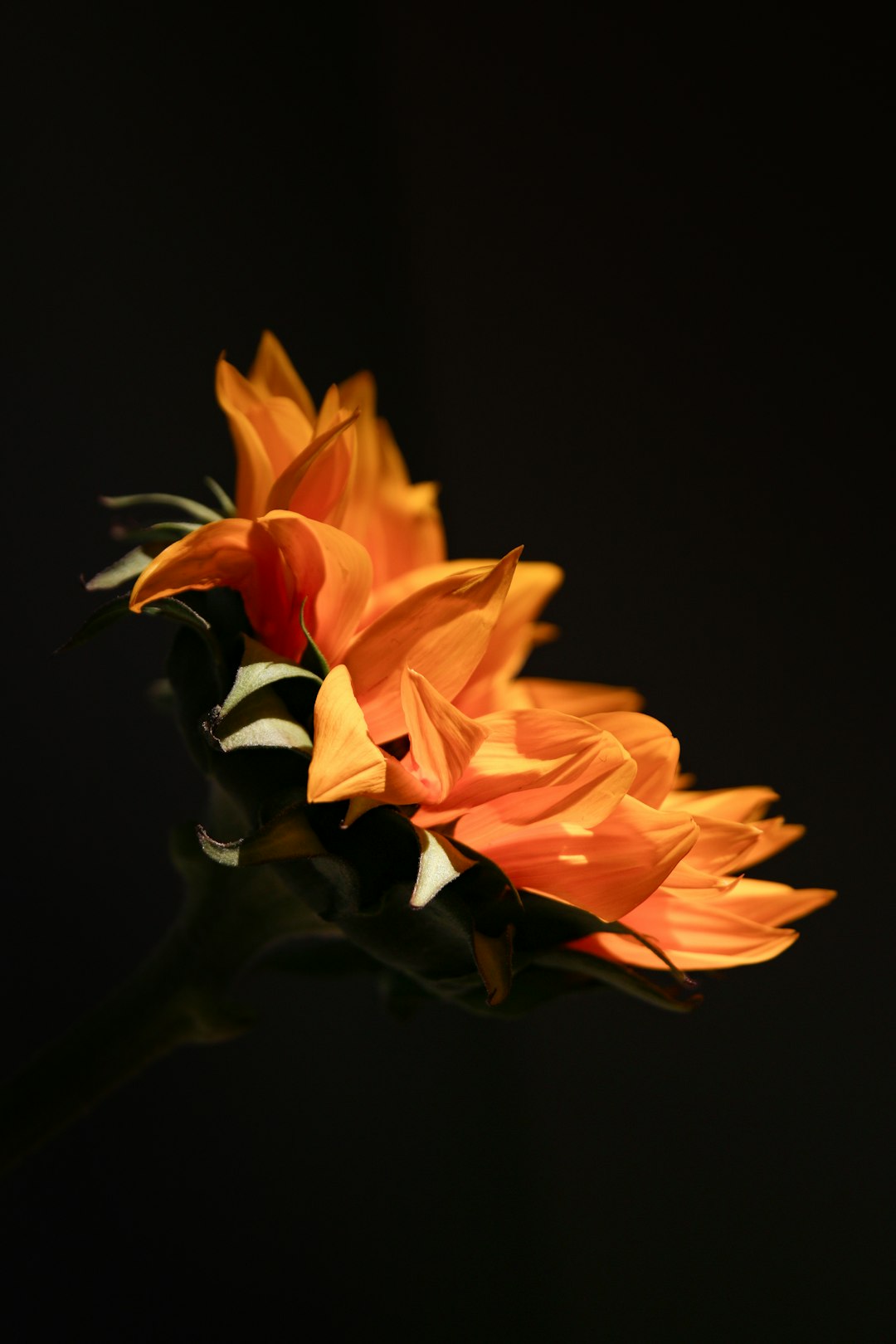 Brown Flower Bouquet Wallpaper