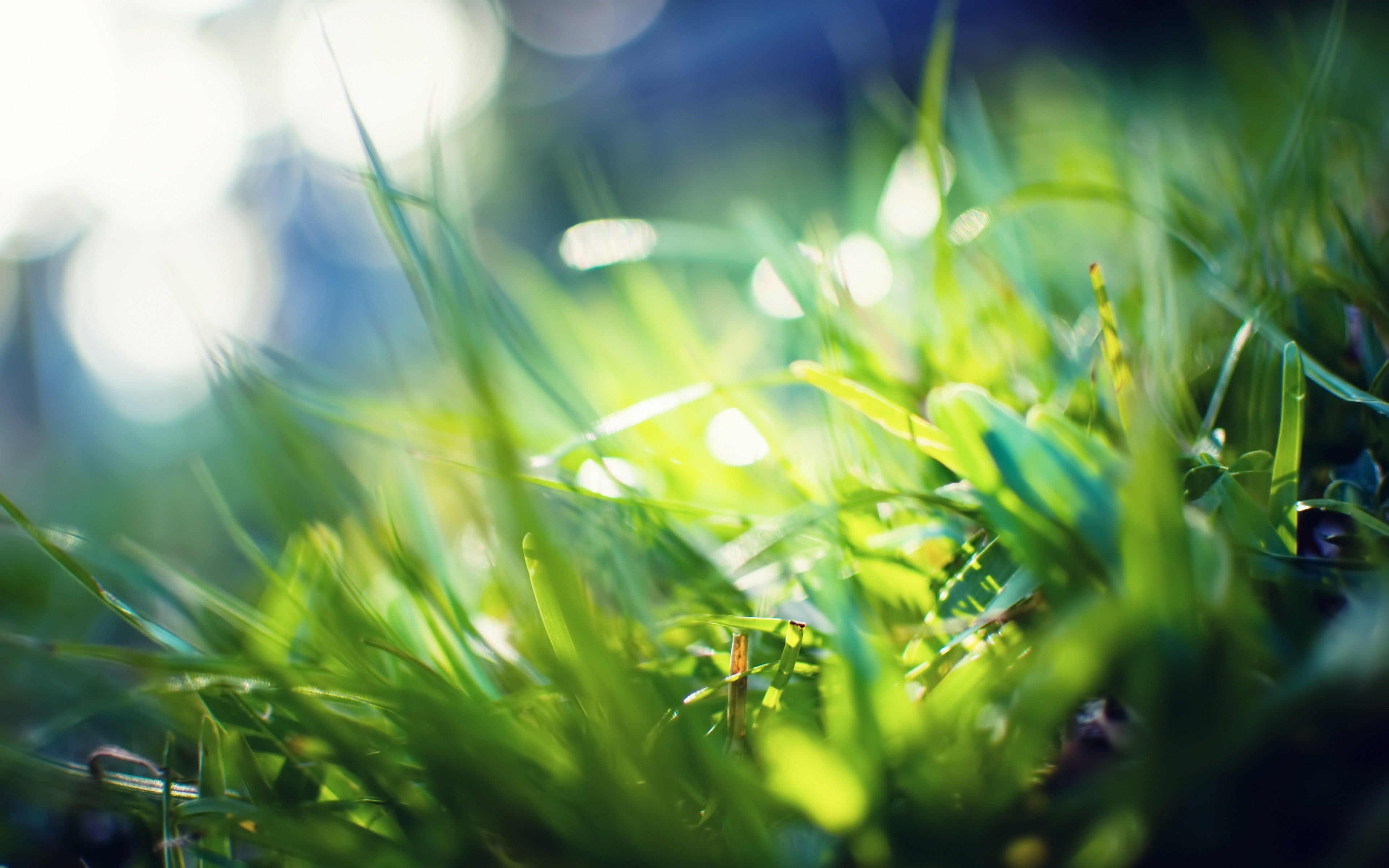 Vibrant Macro Plant Wallpaper