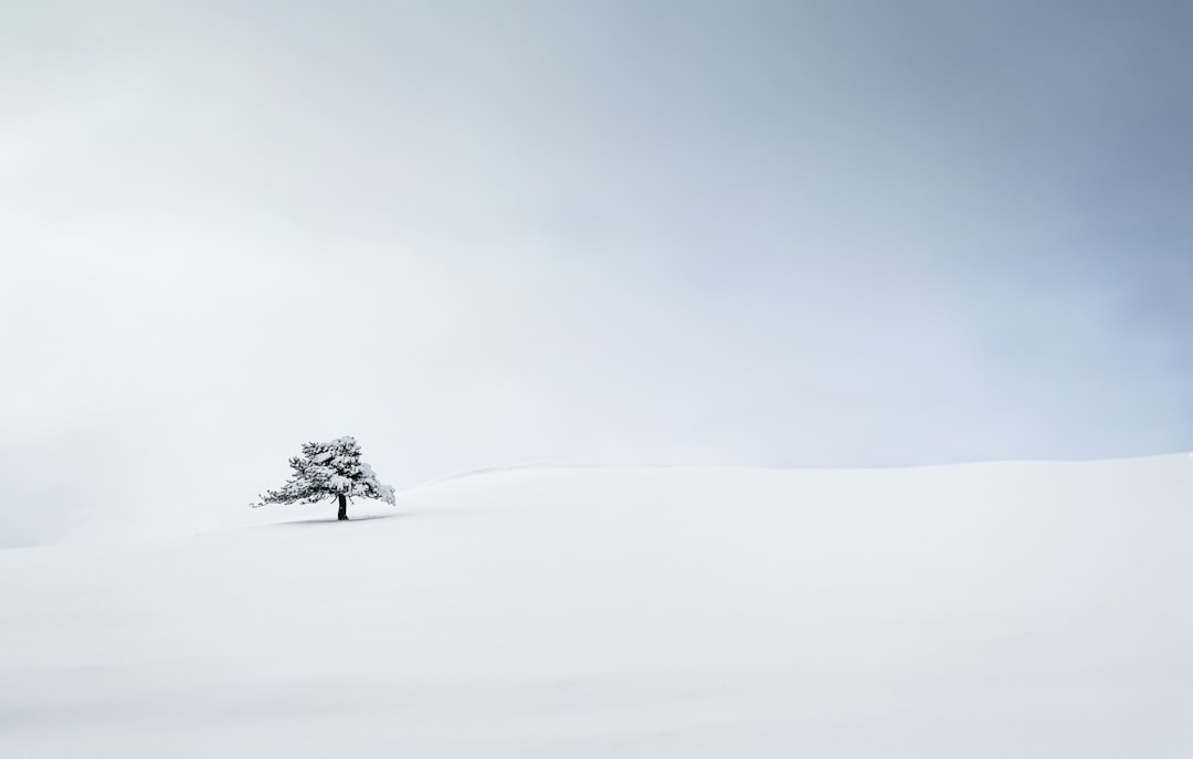 Blue Winter Pine Forest Wallpaper