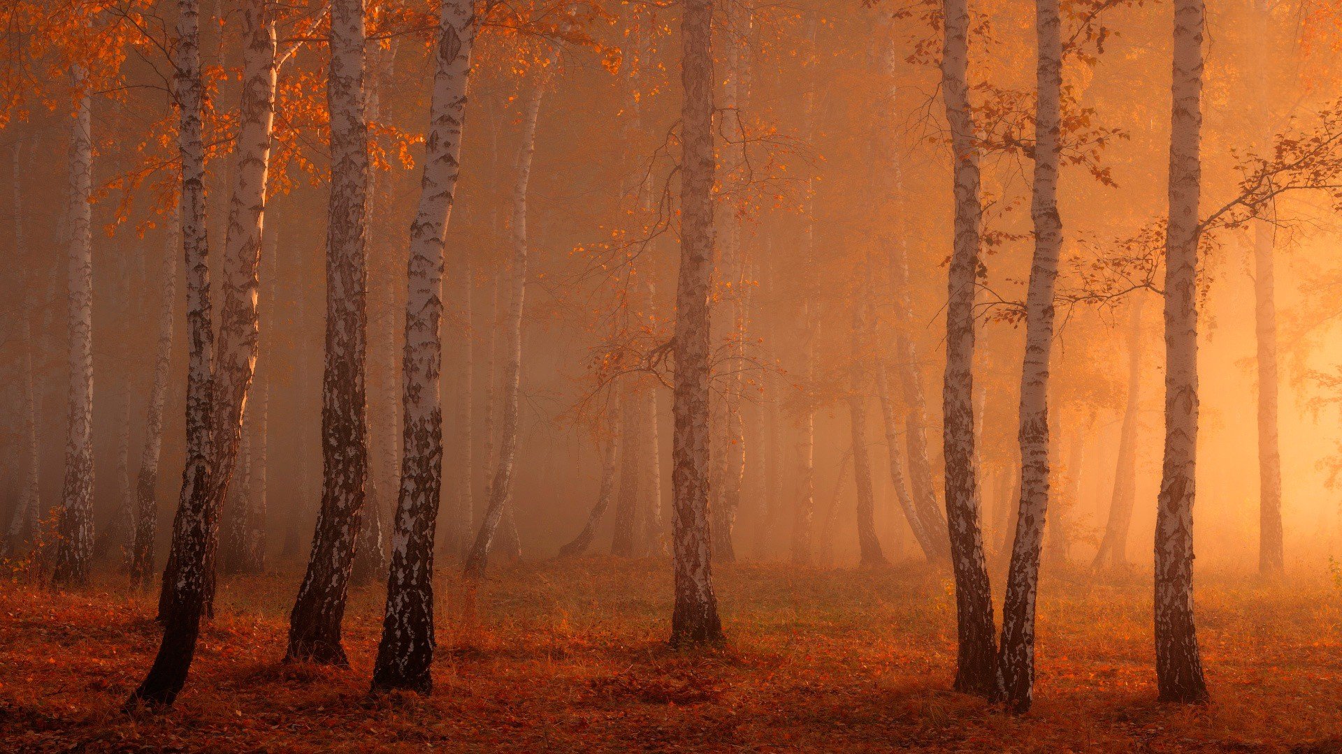 Golden Forest Mist Wallpaper