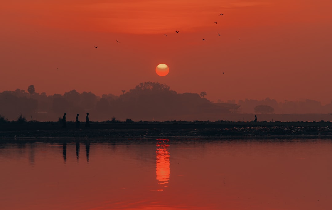 Golden Dawn Bird Wallpaper