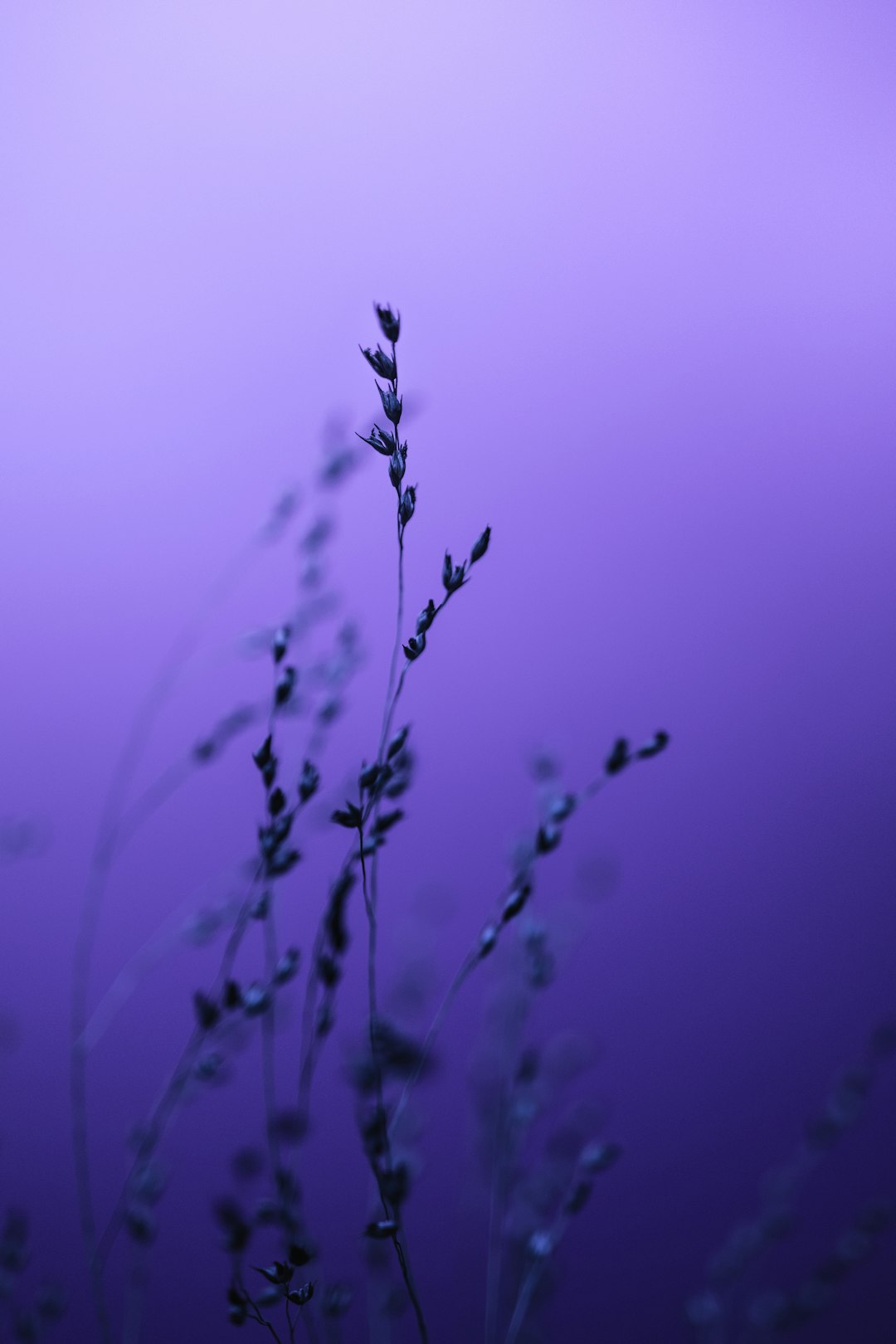Purple Experimental Poland Wallpaper
