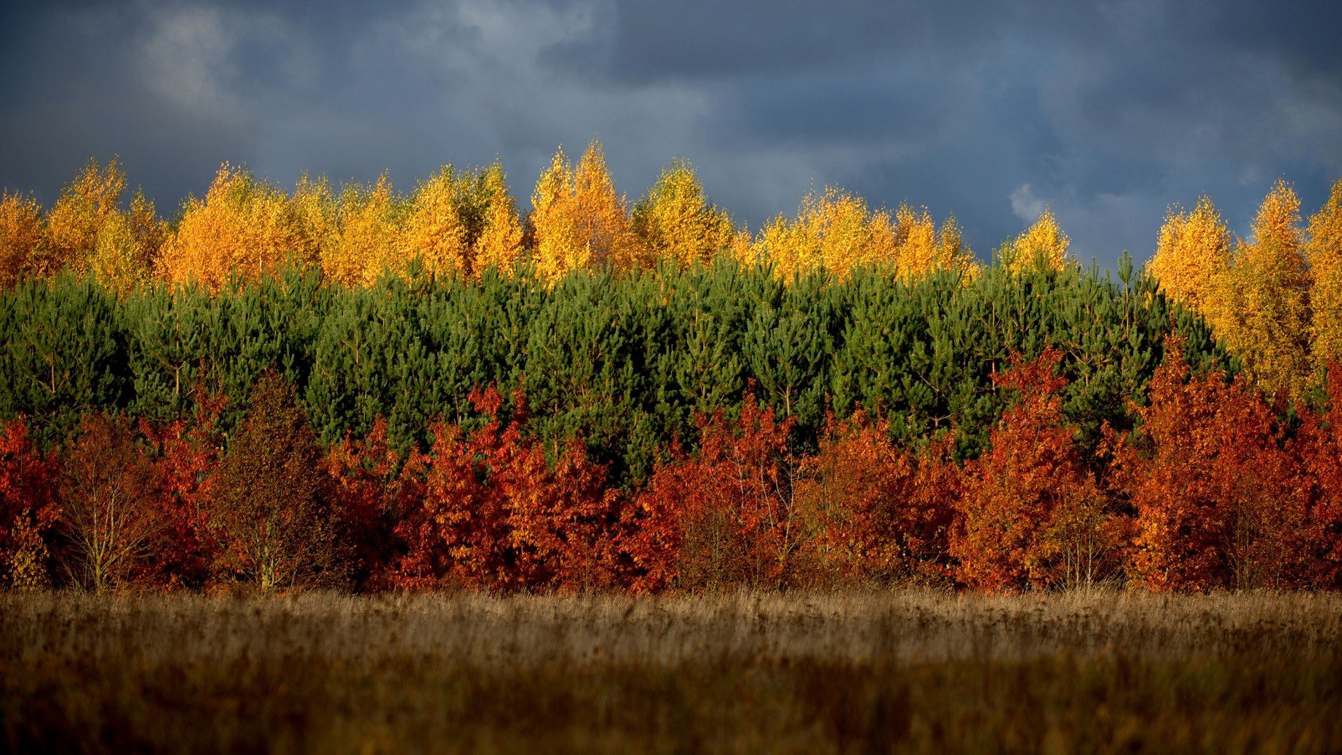 Lithuanian Forest Trees Wallpaper