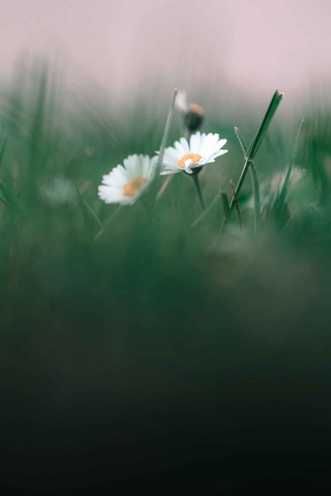 Grey Daisy Blossom Wallpaper