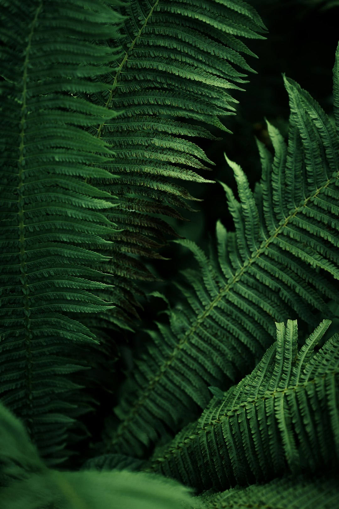 Grey Fern Ukraine Rug Wallpaper