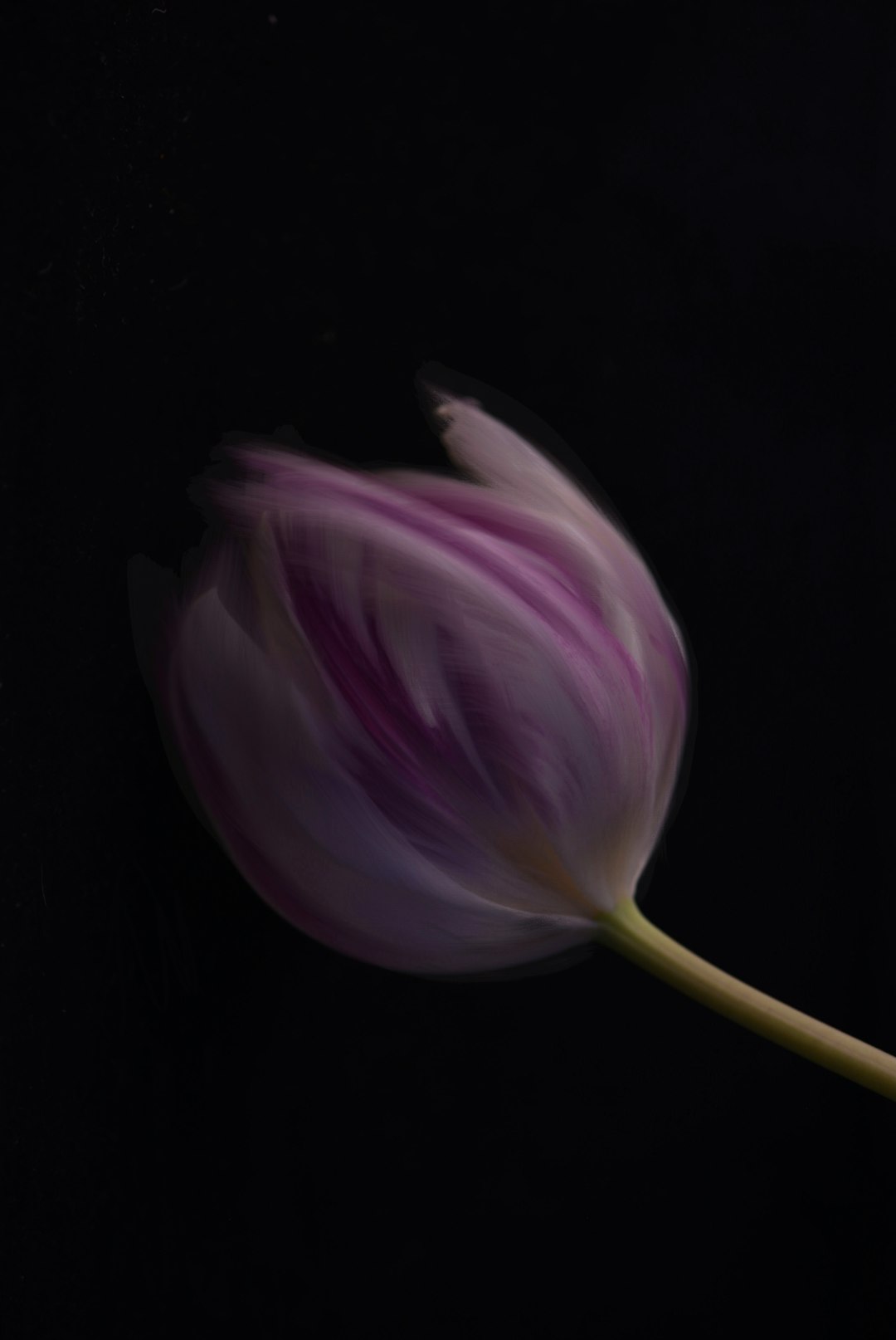 Pink Tulip Macro Wallpaper