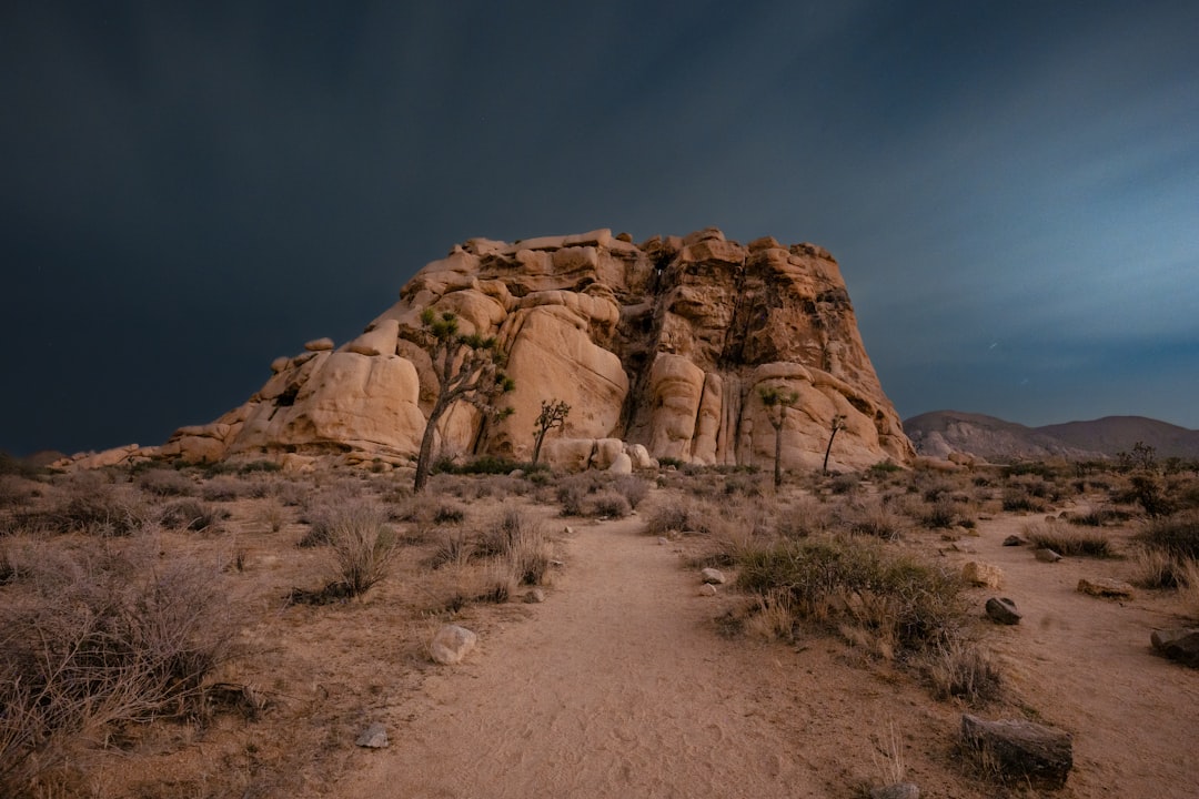 Joshua Tree Sunset Glow Wallpaper