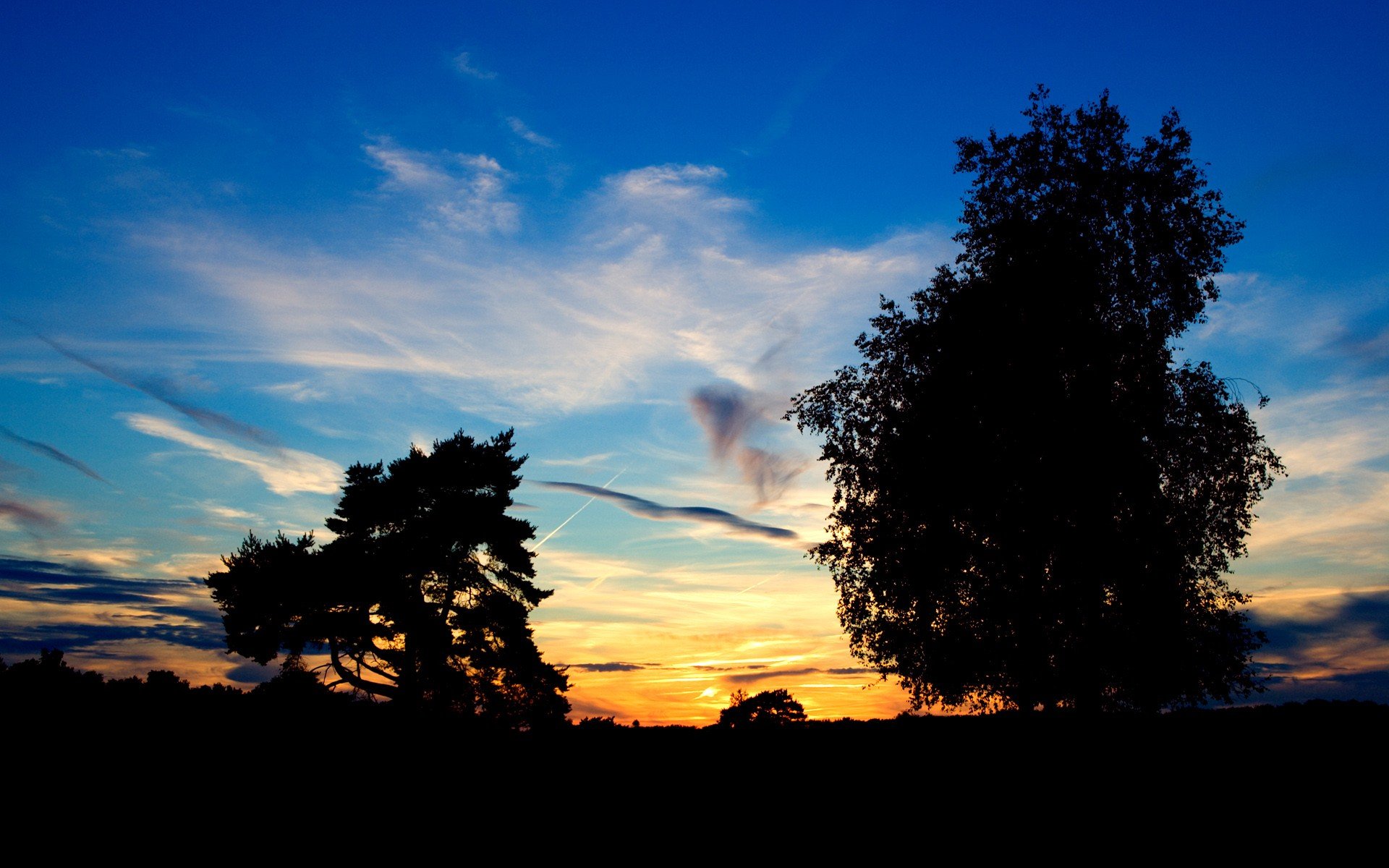 Golden Sunrise Trees Wallpaper