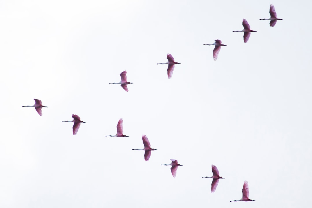 Grey Flock Migration Wallpaper