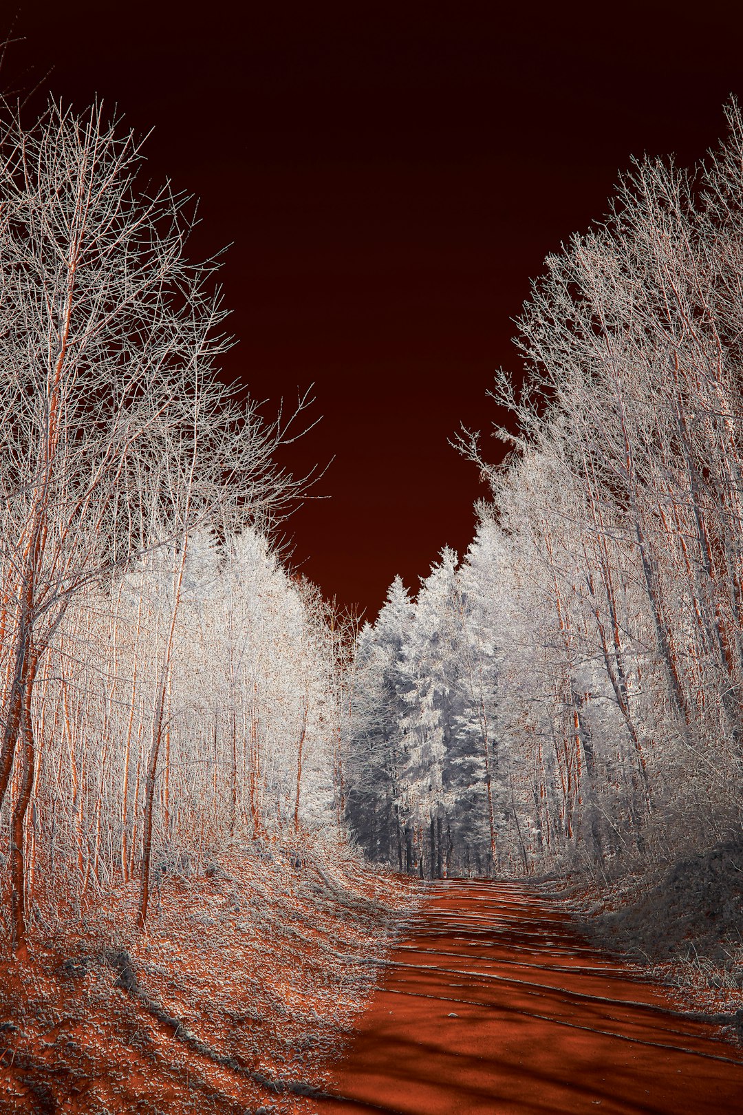 Infrared Frosted Plant Scenery Wallpaper