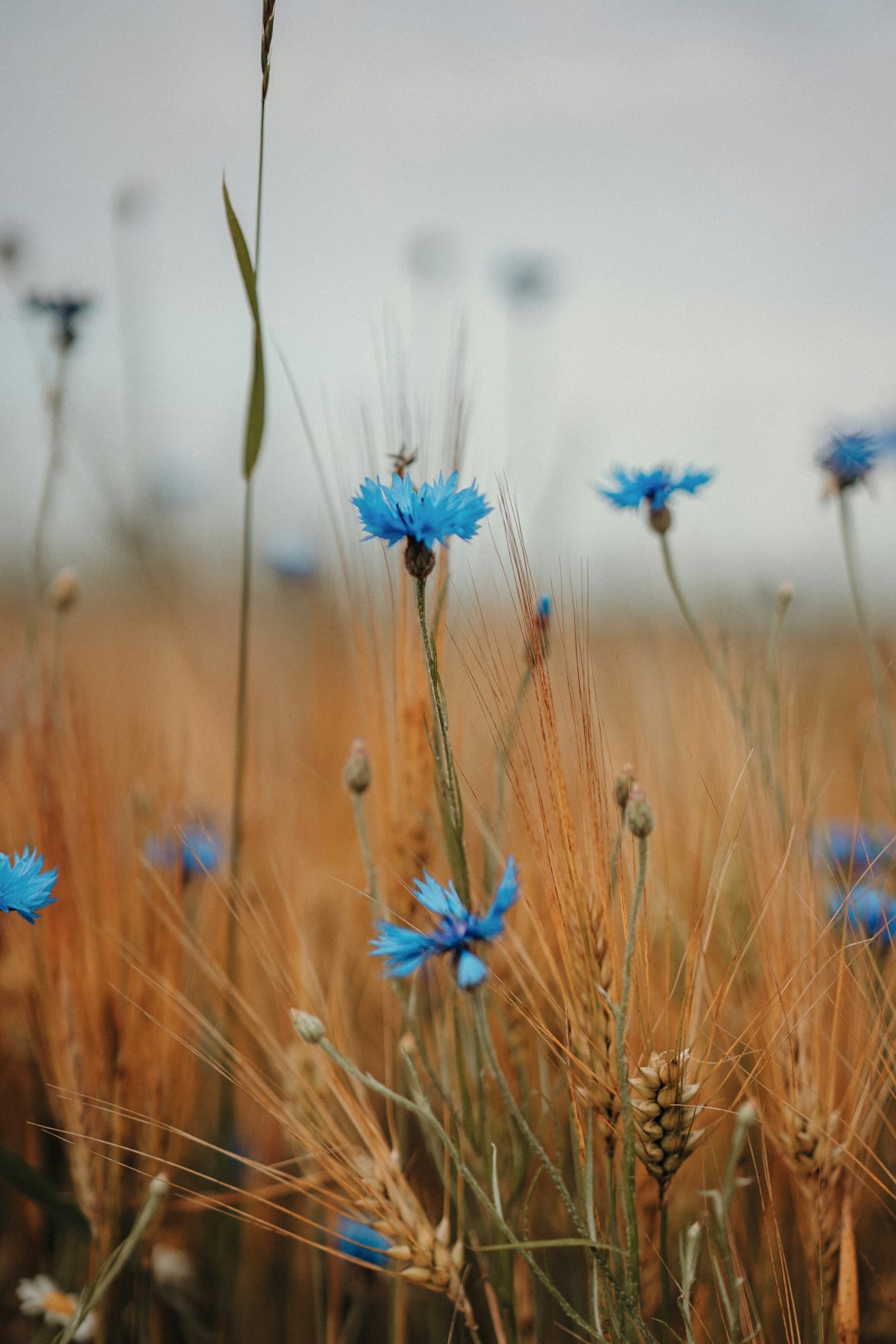 Brown Floral Elegance Wallpaper