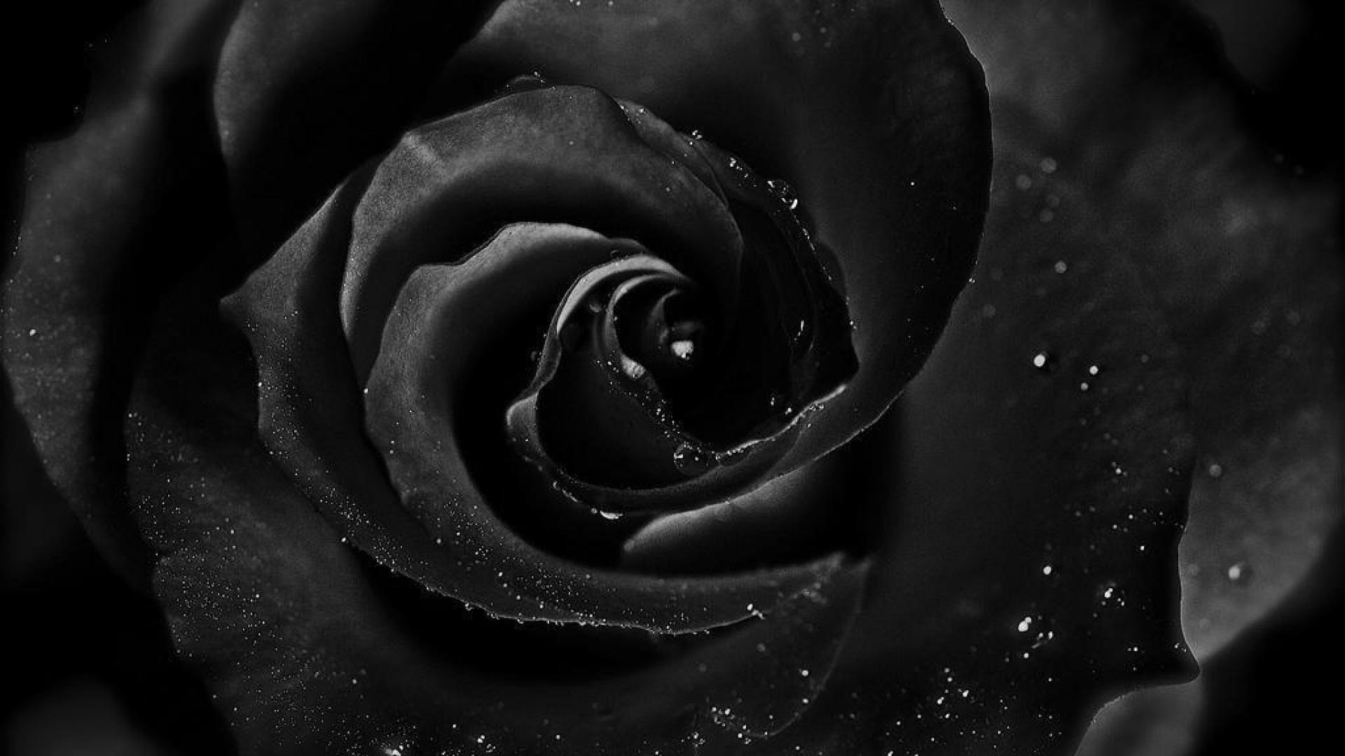 Black Rose Flower Wallpaper