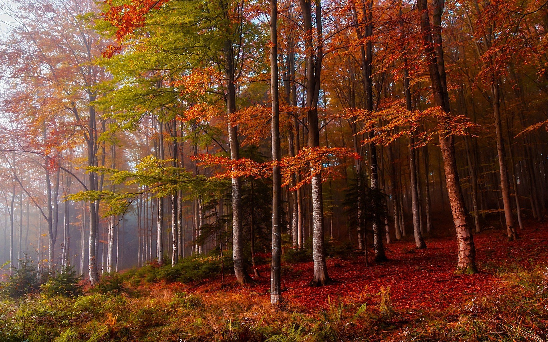 Autumn Mist Forest Wallpaper