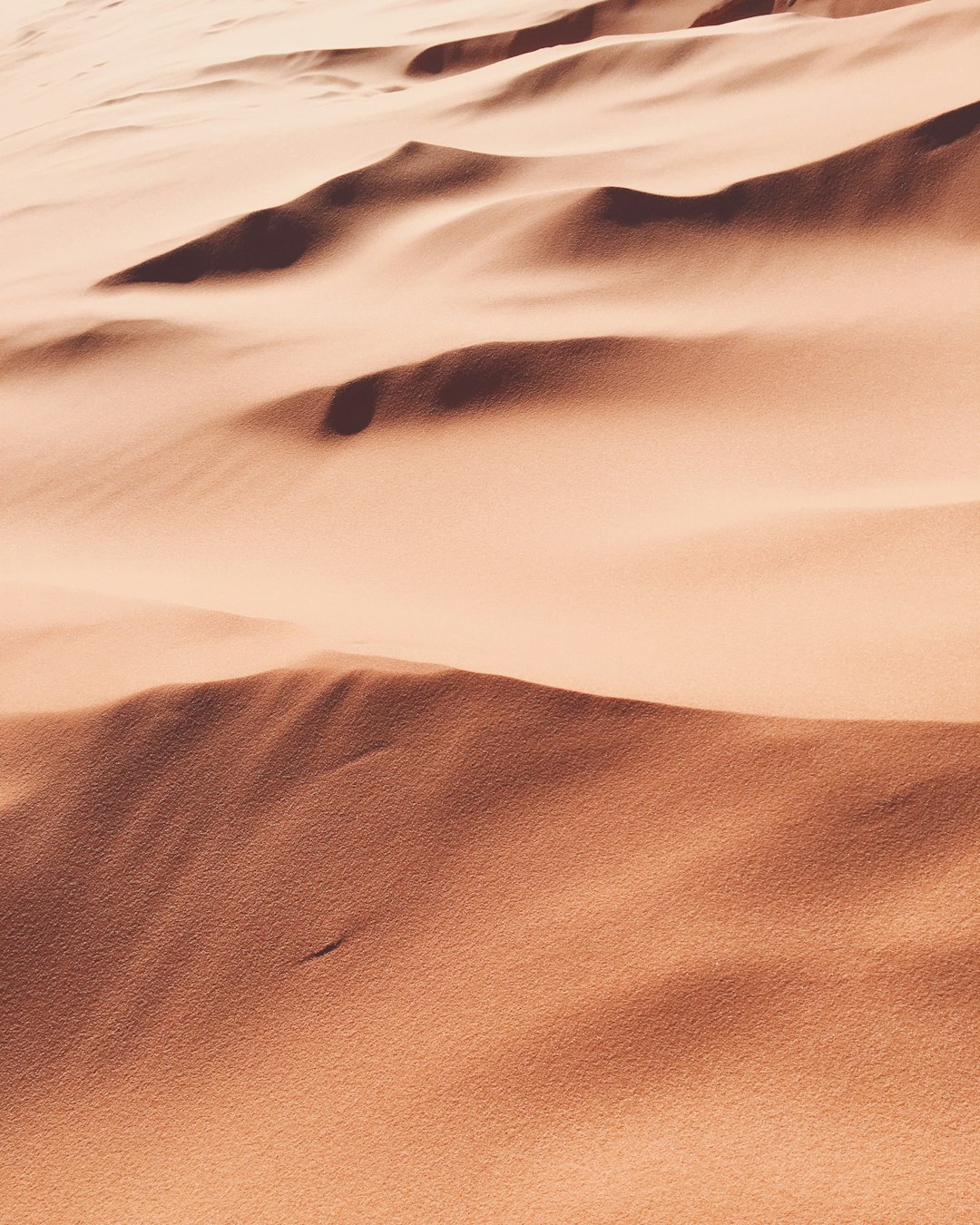 Editor's Choice Wallpaper