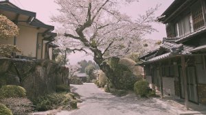 Community Photos - Cherry Blossom Village Road Wallpaper