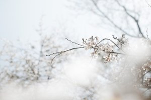Editor's Choice - White Blossom Snow Wallpaper