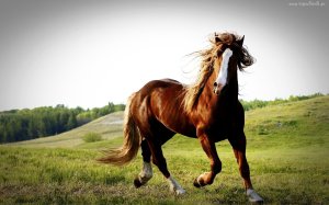 Community Photos - Horse Meadow Nature Wallpaper