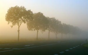 Community Photos - Sunlit Morning Road Through Trees Wallpaper
