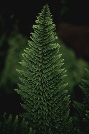 Editor's Choice - Pine Tree Christmas Wallpaper