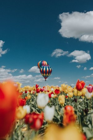 Editor's Choice - Hot Air Balloon Tulip Festival Wallpaper