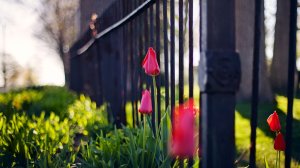Community Photos - Pink Tulip Bokeh Fence Outdoor Wallpaper