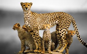 Community Photos - Cheetah Cubs Big Cats Wallpaper