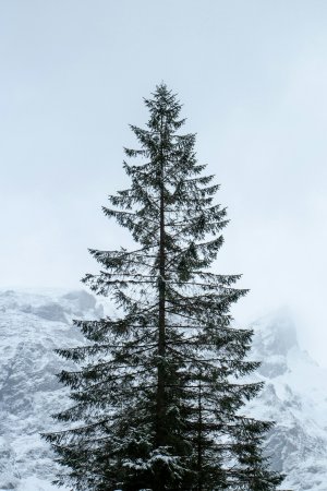 Editor's Choice - Snowy Pine France Wallpaper
