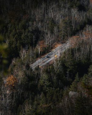 Editor's Choice - Aerial Forest Road Wallpaper