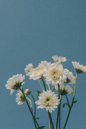 Editor's Choice - Chrysanthemum Sky Nature Wallpaper