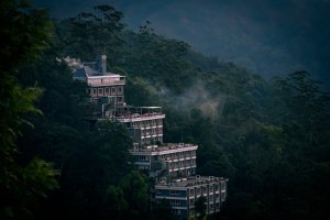 Editor's Choice - Urban Green Forest Wallpaper