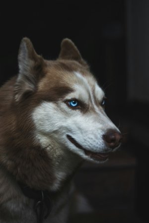 Grey