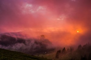 Editor's Choice - Golden Hour Trees Wallpaper
