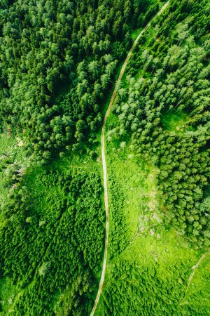 Editor's Choice - Aerial Forest Path Wallpaper
