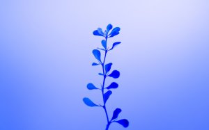 Editor's Choice - Azure Plant Sky Wallpaper